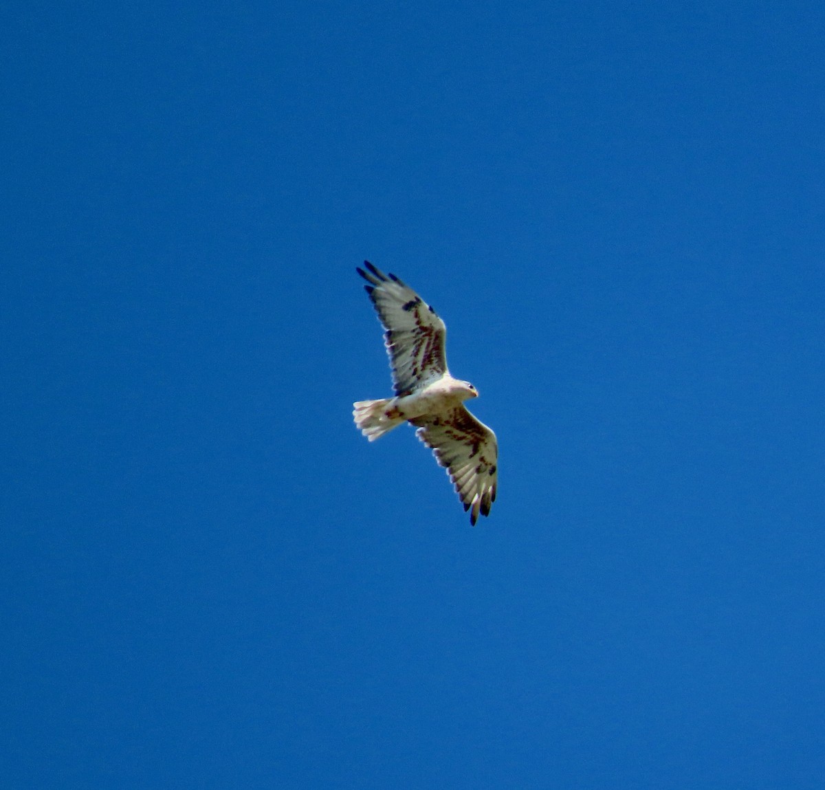 Ferruginous Hawk - ML642356265