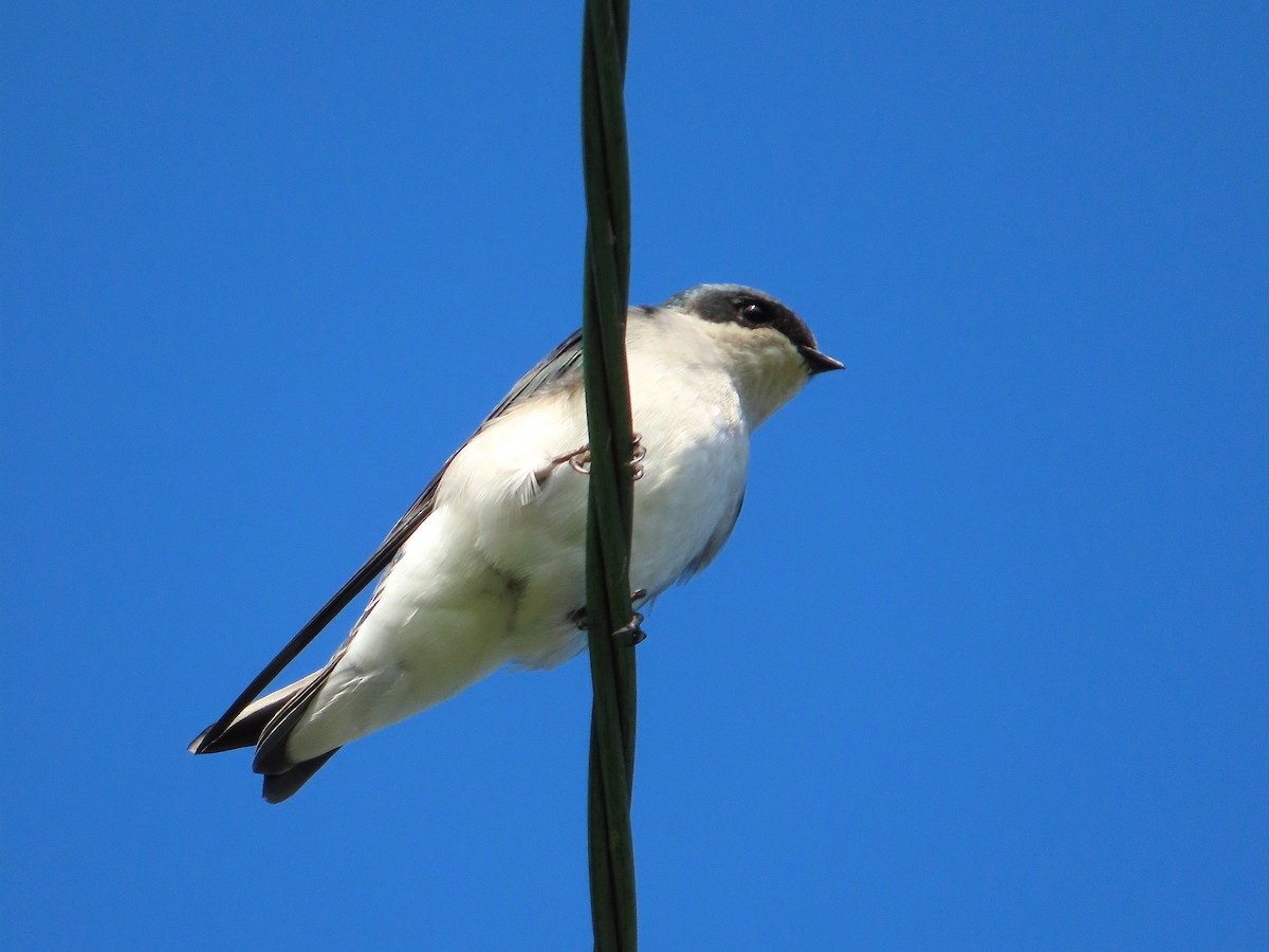 Tree Swallow - ML642356272