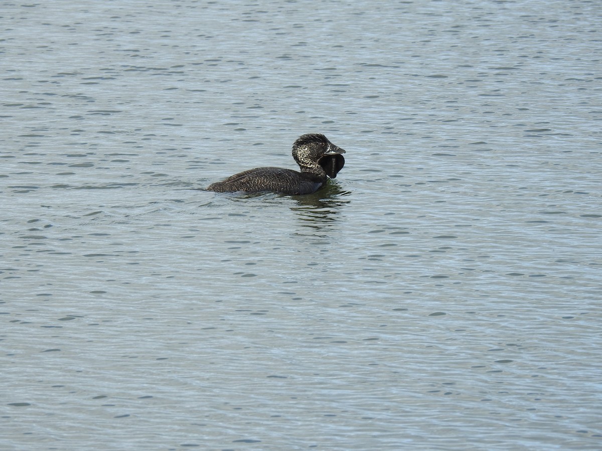 Musk Duck - ML642356274
