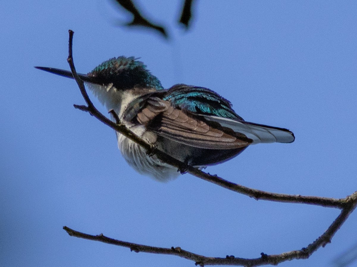 Black-eared Fairy - ML642356277
