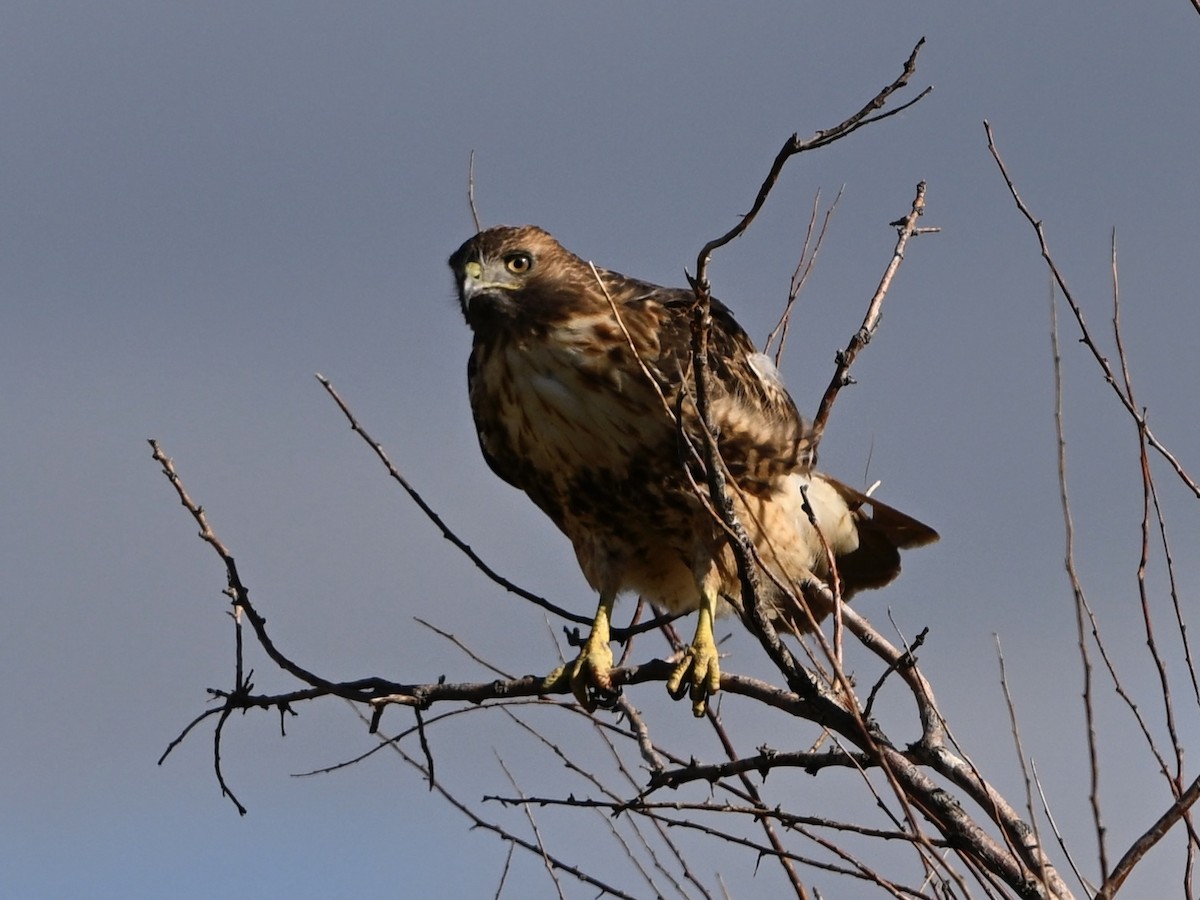 Red-tailed Hawk - ML642356278