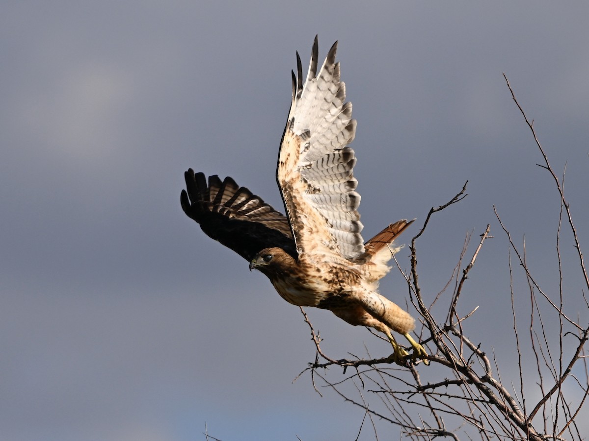 Red-tailed Hawk - ML642356279