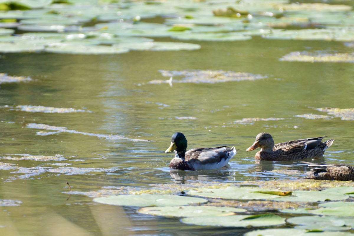 Mallard - ML642356281