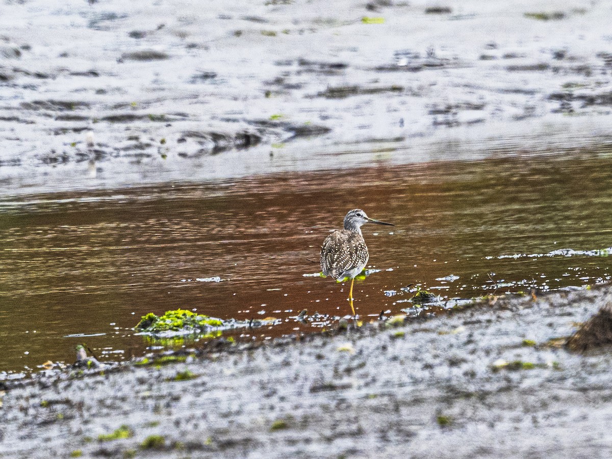 Greater Yellowlegs - ML642356282