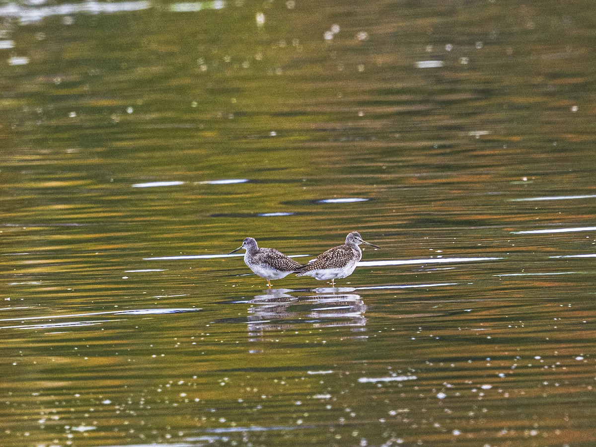 Greater Yellowlegs - ML642356283