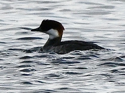 Smew - ML642356284