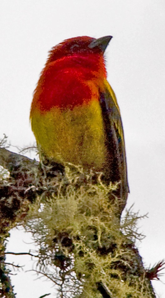 Red-hooded Tanager - ML642356292