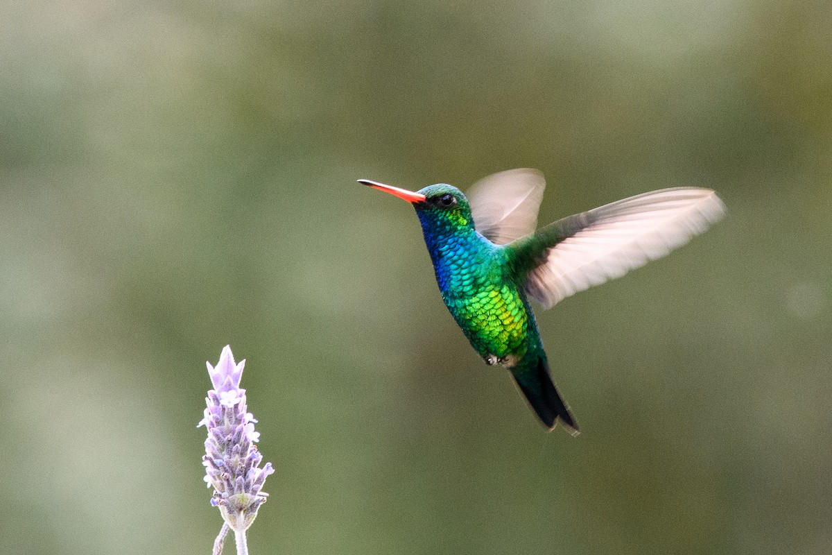 Glittering-bellied Emerald - ML642356308