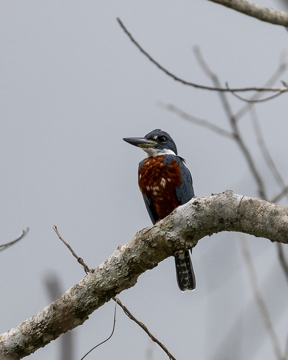 Ringed Kingfisher - ML642356323