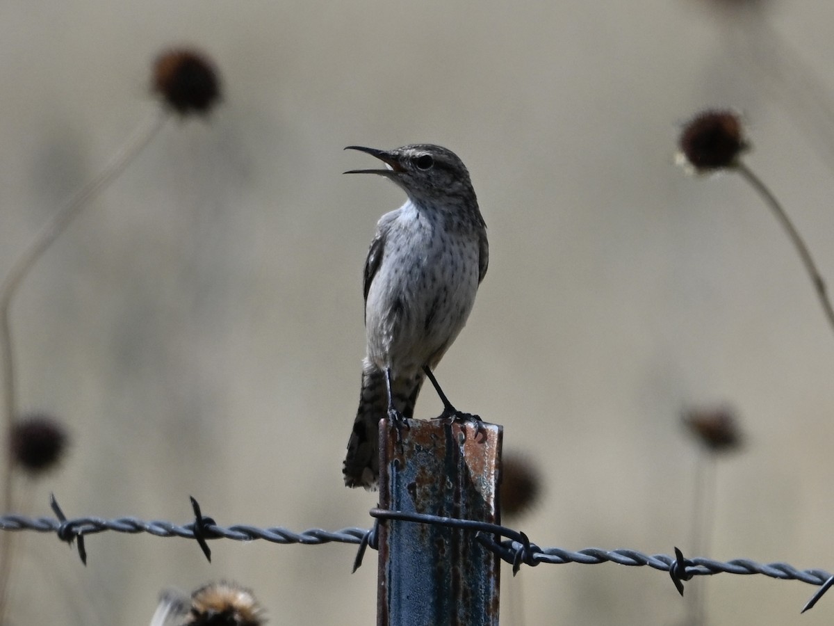 Rock Wren - ML642356324
