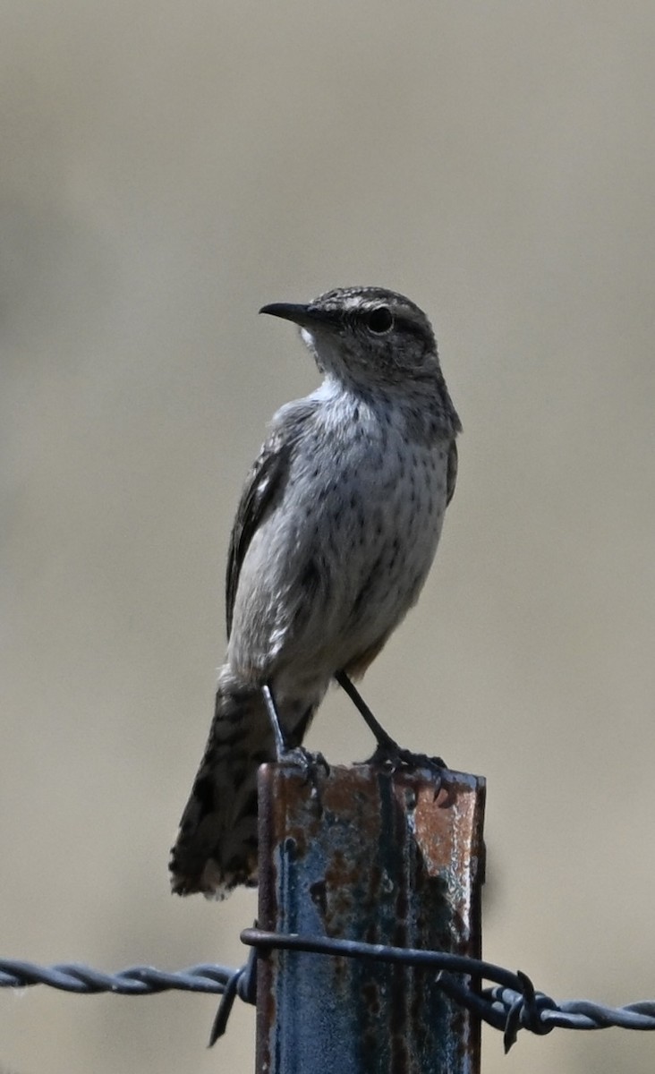 Rock Wren - ML642356325