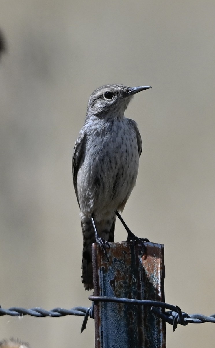Rock Wren - ML642356326