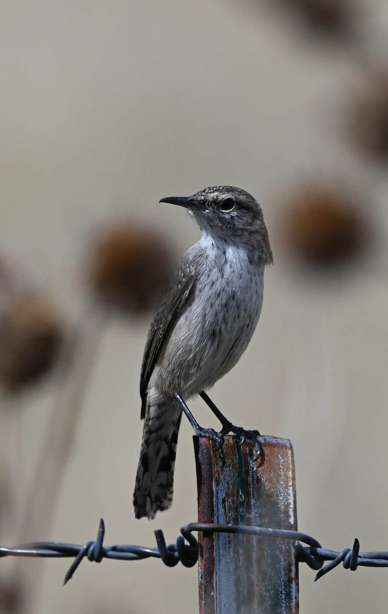 Rock Wren - ML642356327