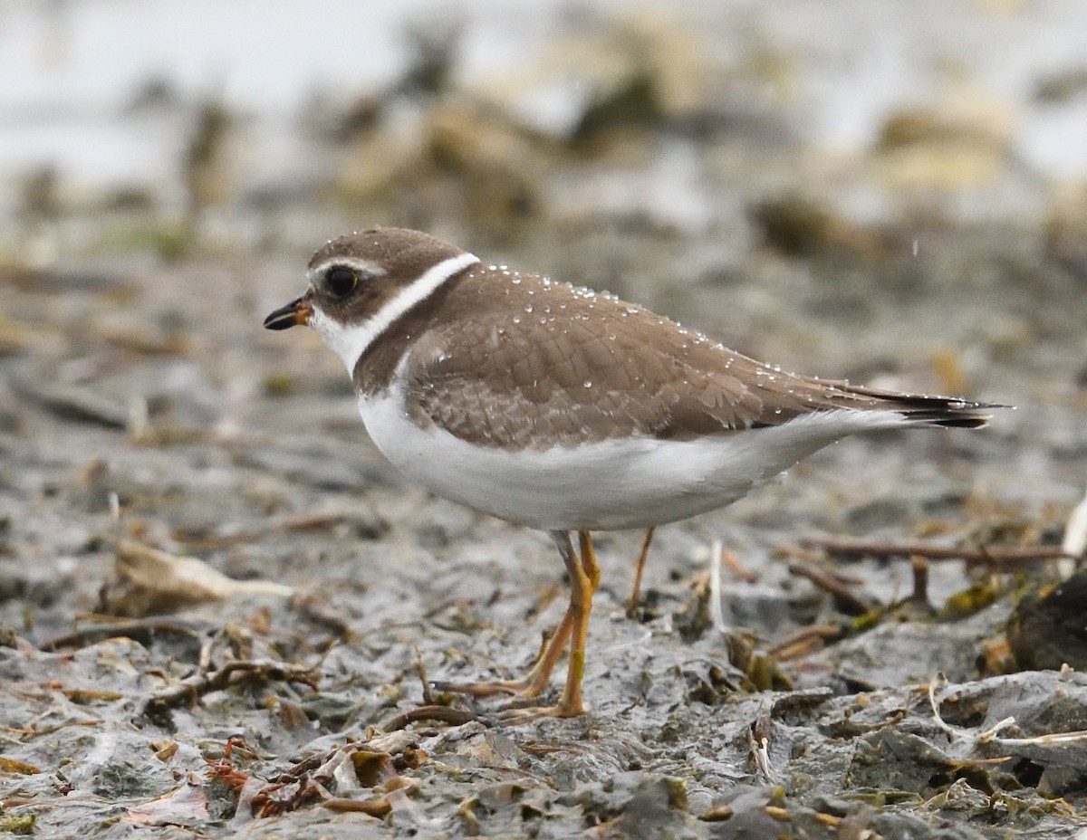 Semipalmated Plover - ML642356341