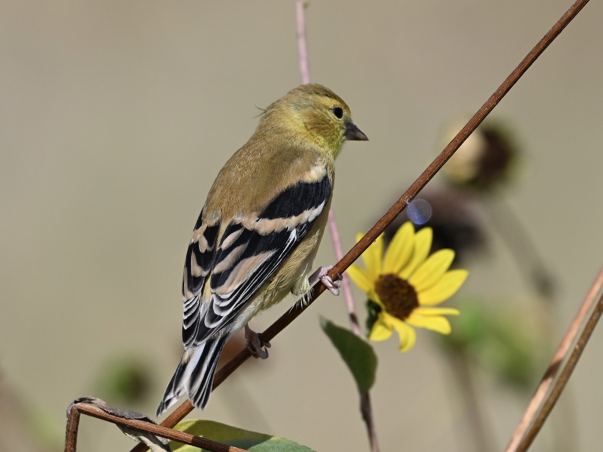 American Goldfinch - ML642356347