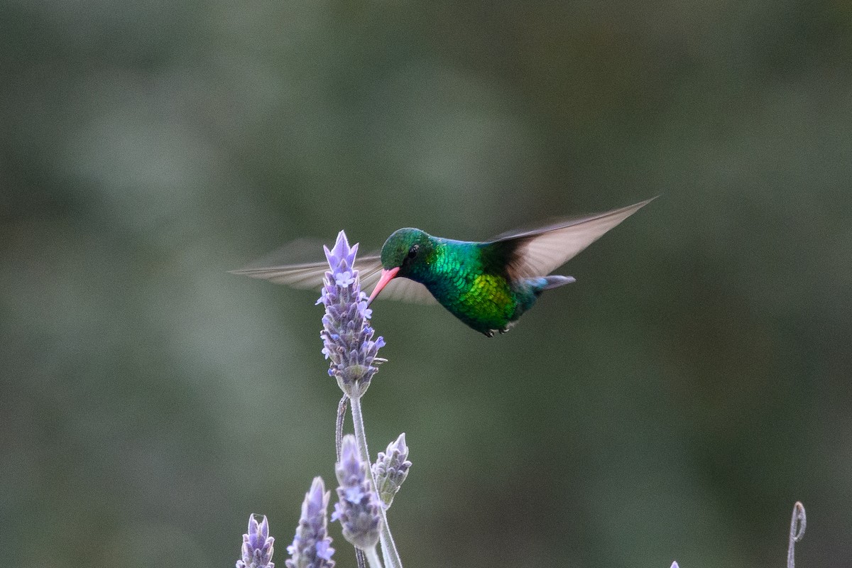 Glittering-bellied Emerald - ML642356352