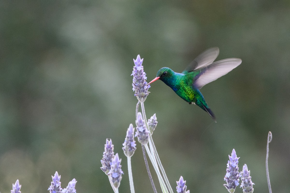 Glittering-bellied Emerald - ML642356353