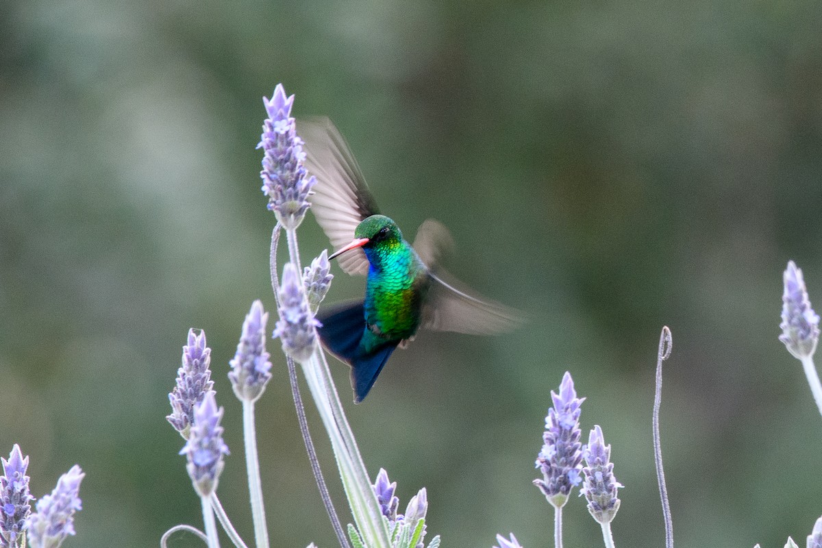Glittering-bellied Emerald - ML642356354