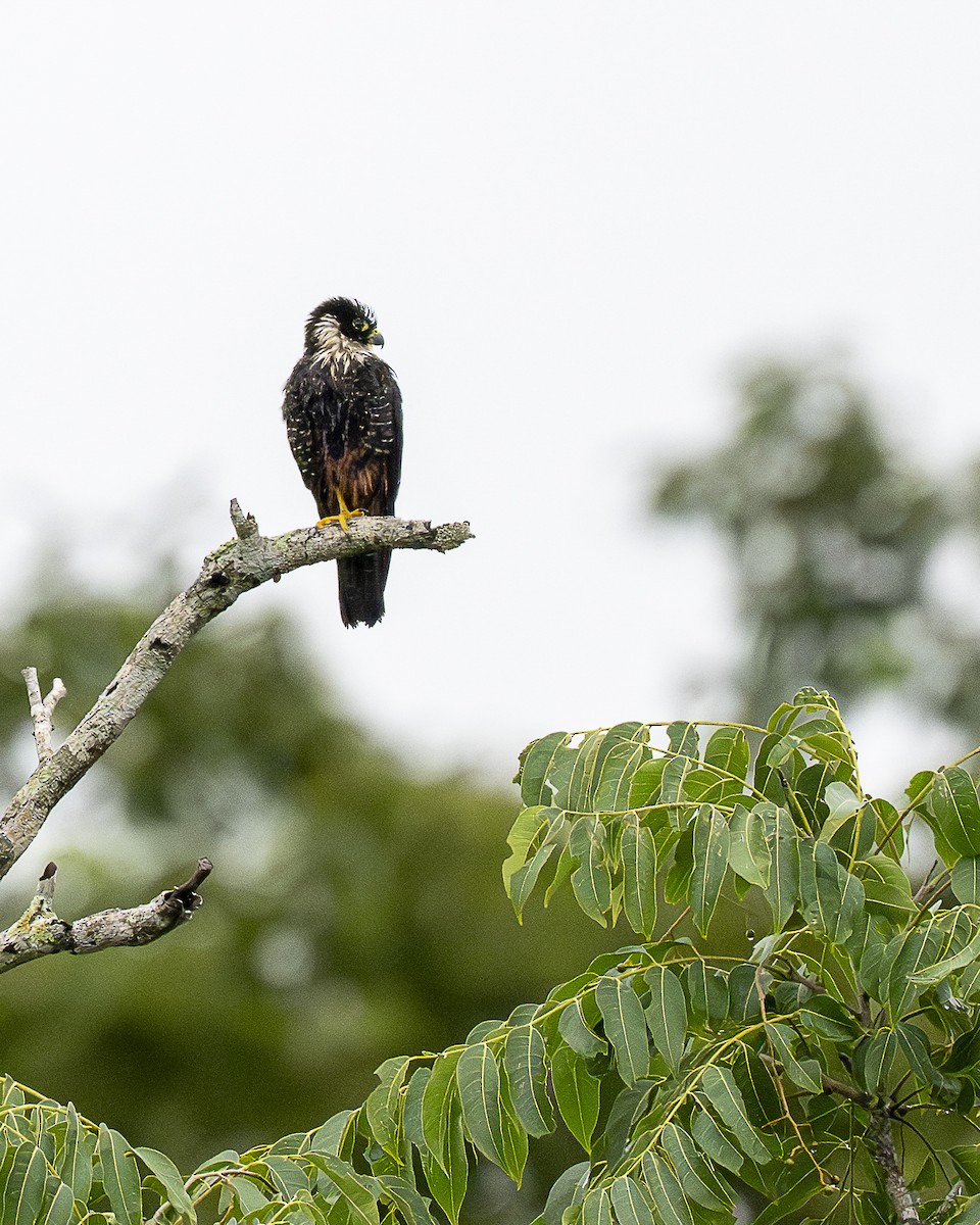 Bat Falcon - ML642356366