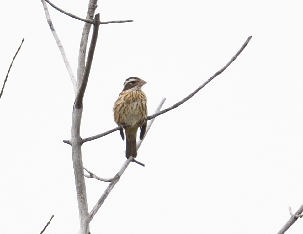 Rose-breasted Grosbeak - ML642356368