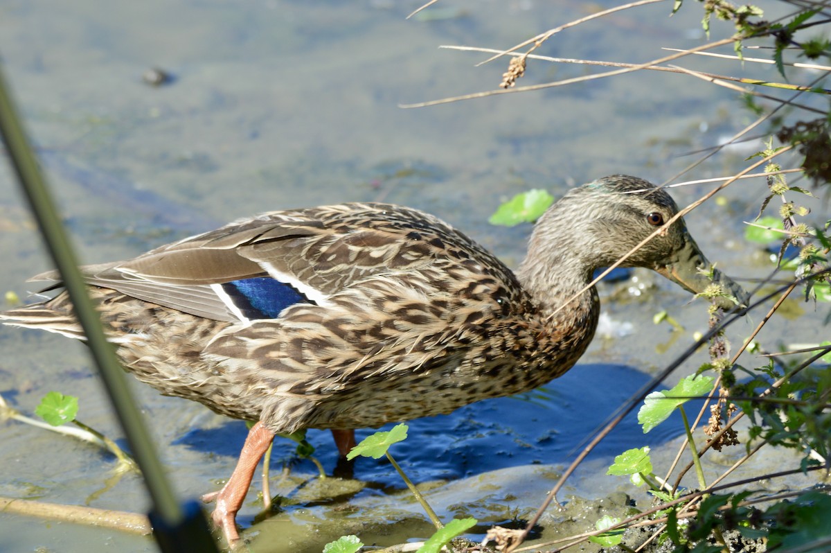 Mallard - ML642356369