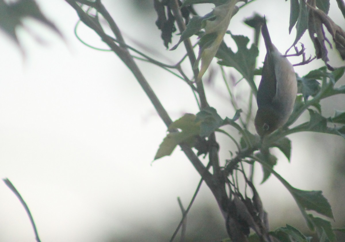 Zostérops à dos gris - ML642356370