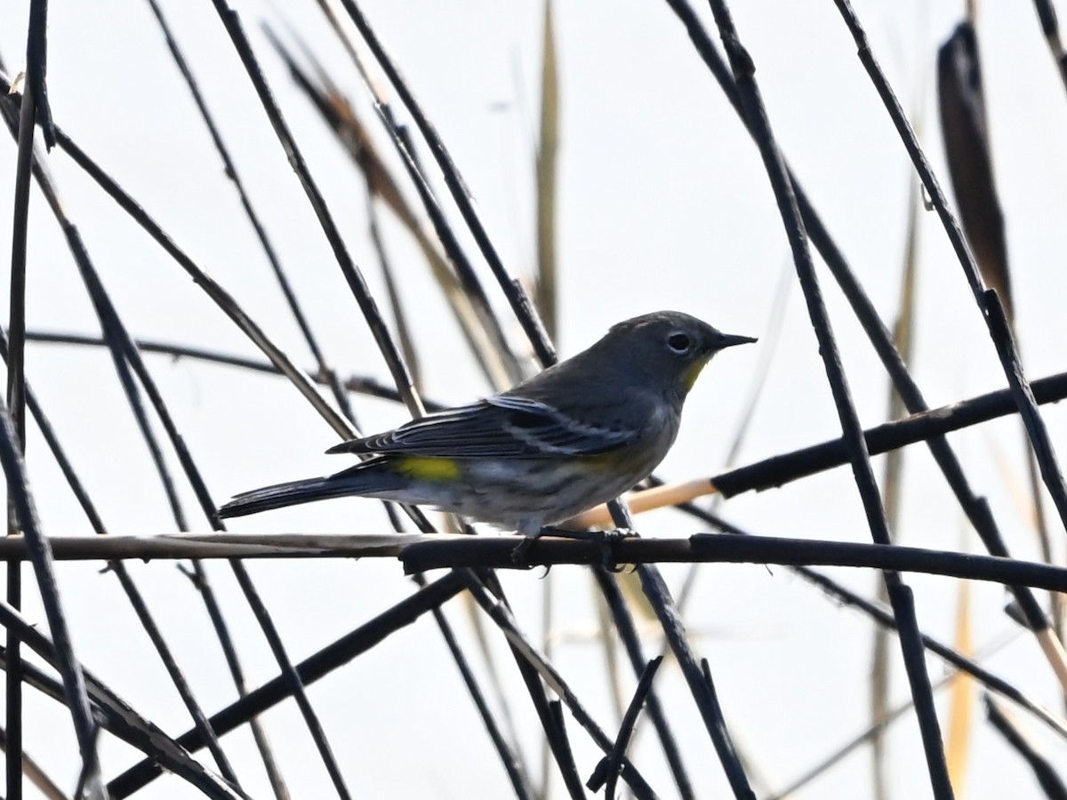 Yellow-rumped Warbler - ML642356394