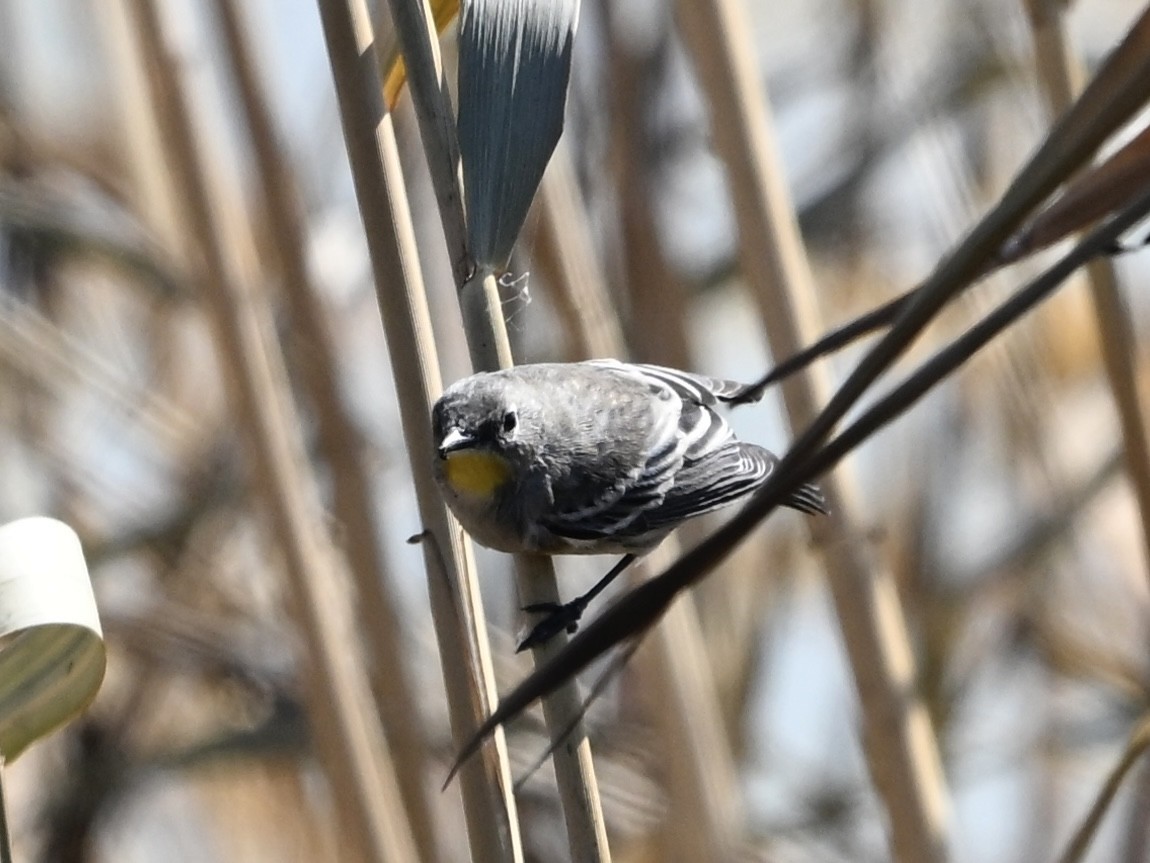 Yellow-rumped Warbler - ML642356395