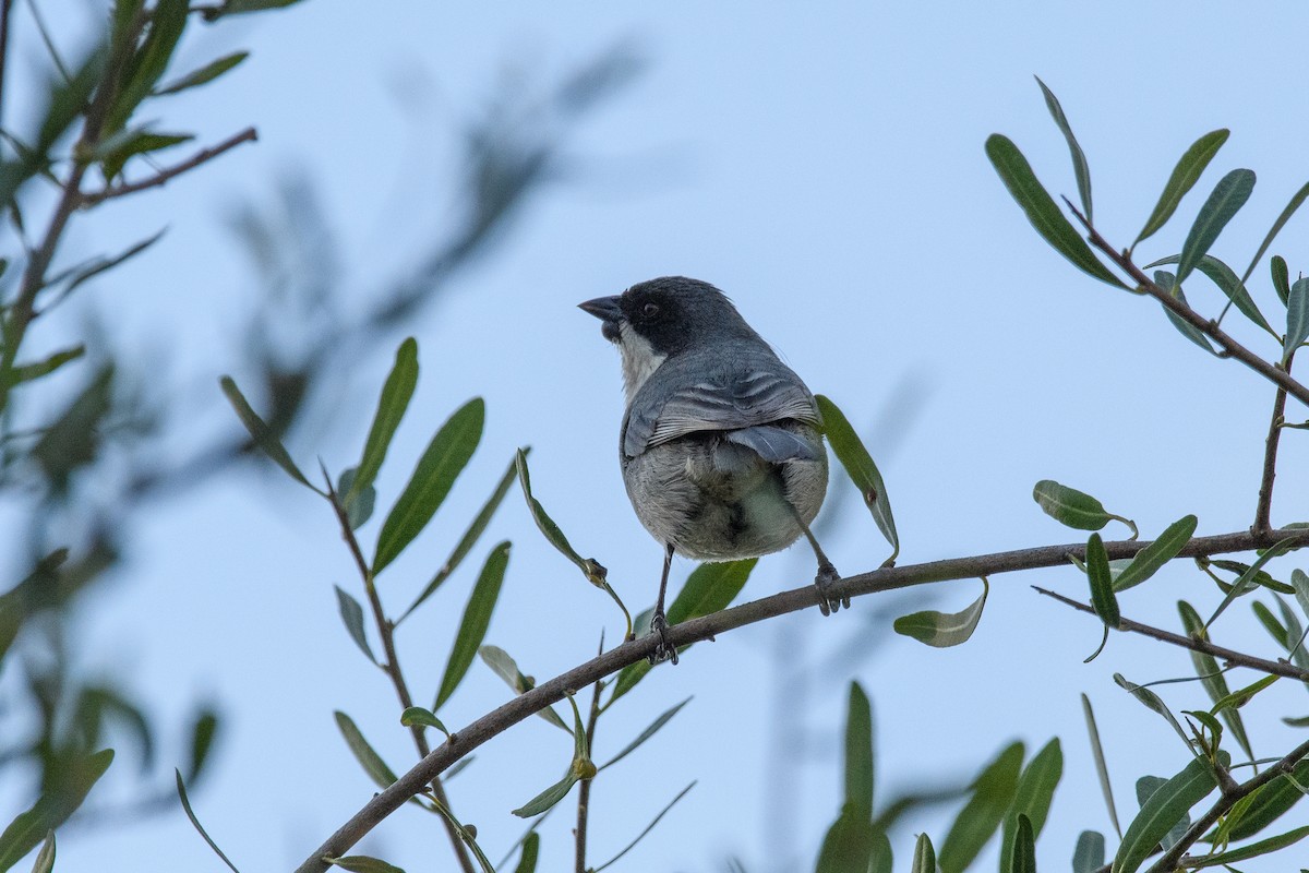 Black-capped Warbling Finch - ML642356421