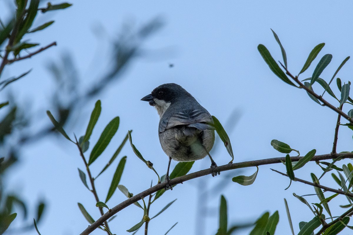 Black-capped Warbling Finch - ML642356422