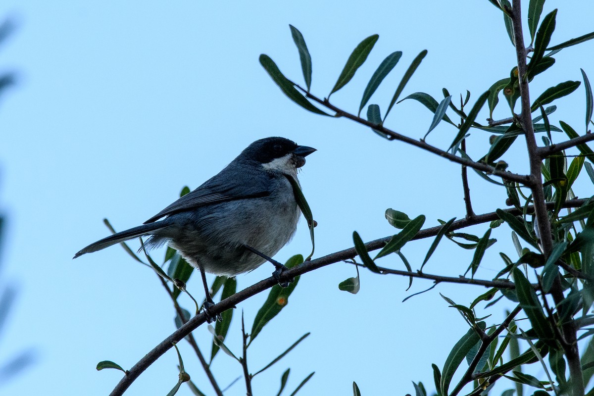 Black-capped Warbling Finch - ML642356423