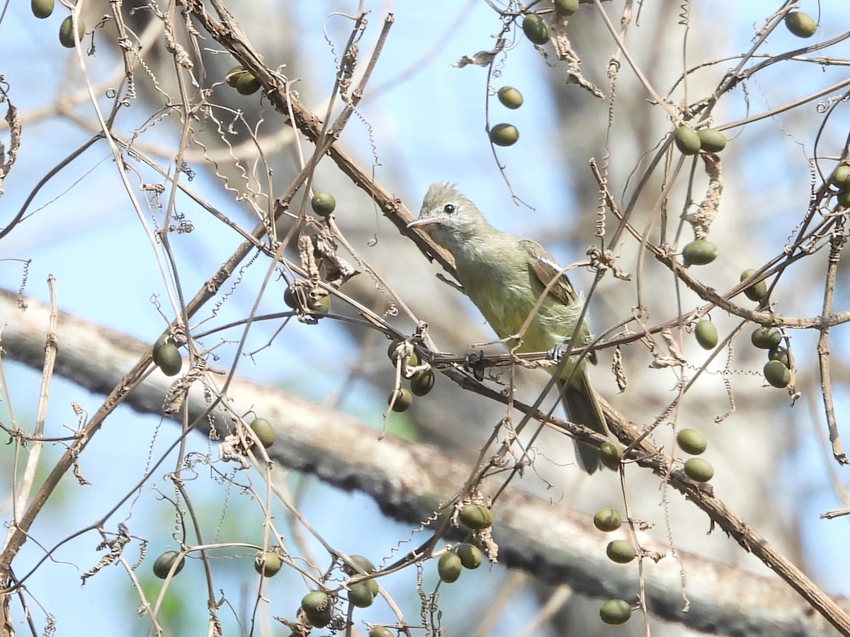 Yellow-bellied Elaenia - ML642356424