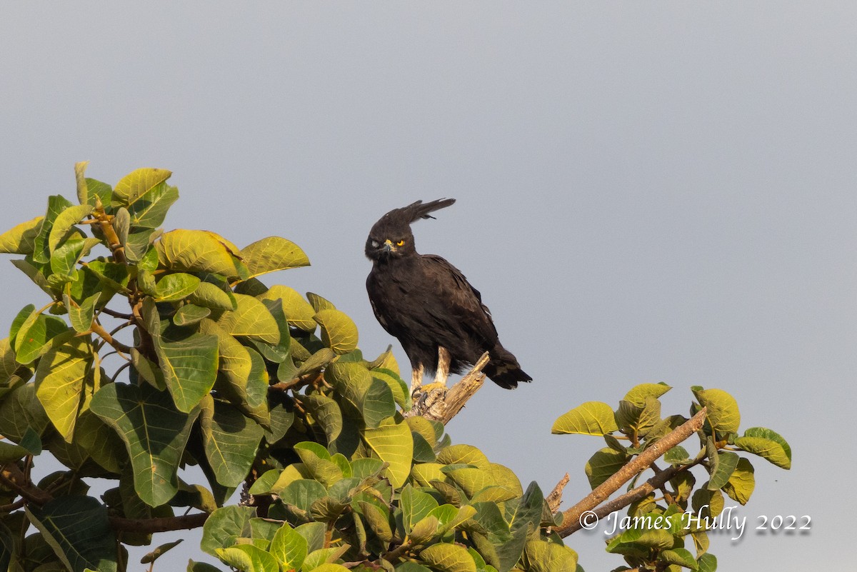 Long-crested Eagle - ML642356428