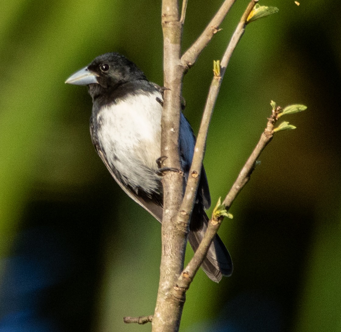 Cone-billed Tanager - ML642356429