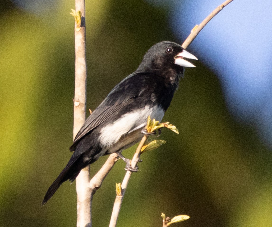 Cone-billed Tanager - ML642356430
