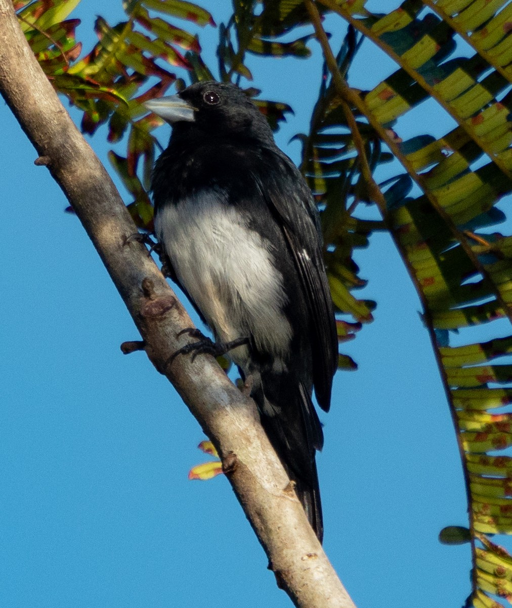Cone-billed Tanager - ML642356431