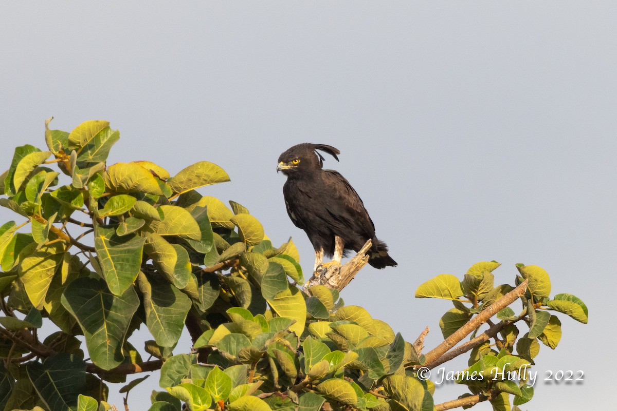 Long-crested Eagle - ML642356433