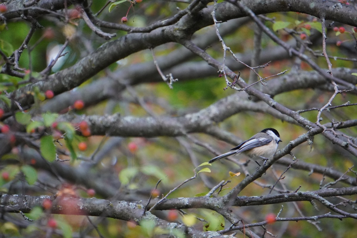Black-capped Chickadee - ML642356434