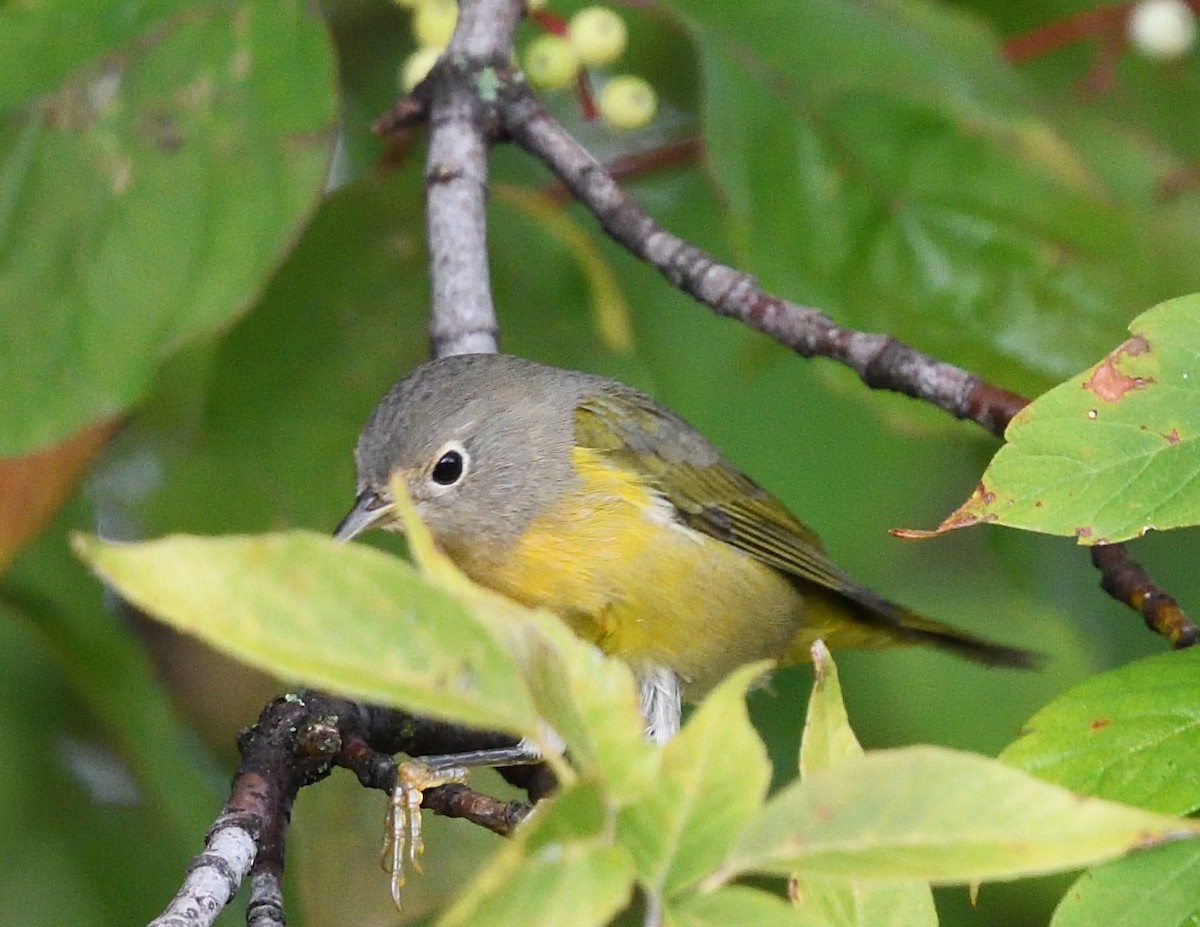 Nashville Warbler - ML642356438