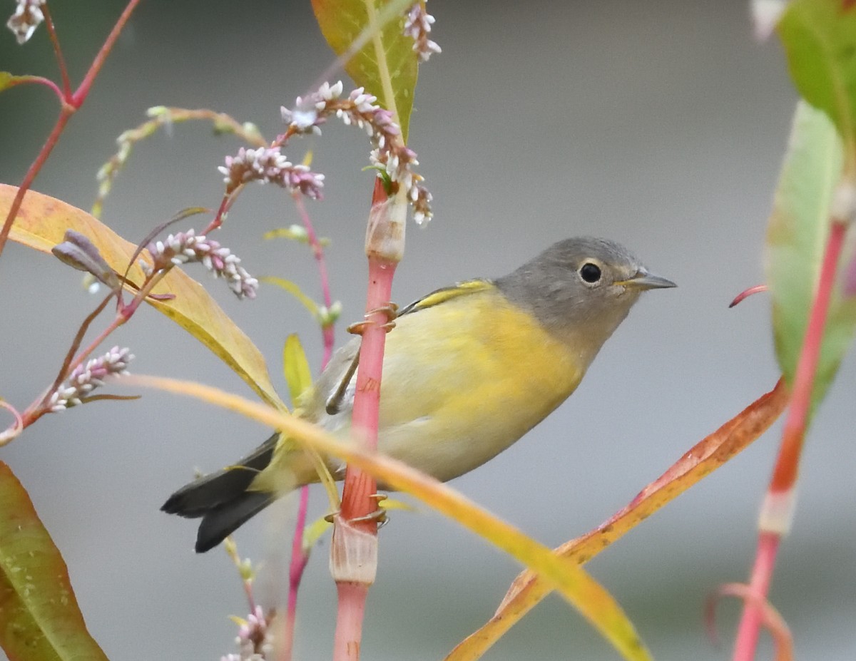 Nashville Warbler - ML642356440