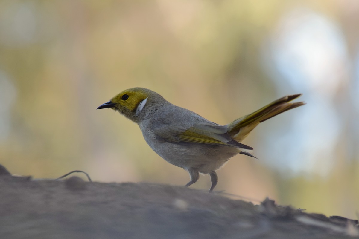 White-plumed Honeyeater - ML642356443
