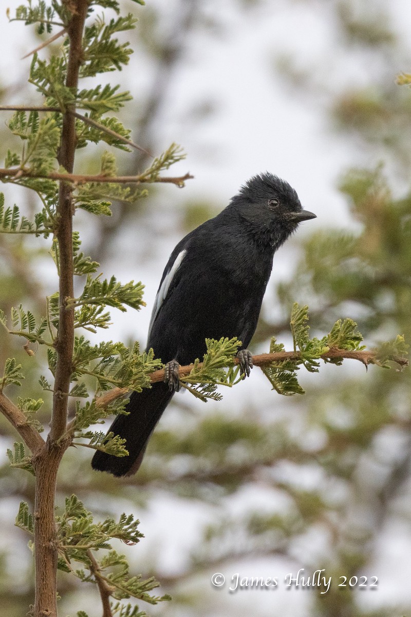White-winged Black-Tit - ML642356444