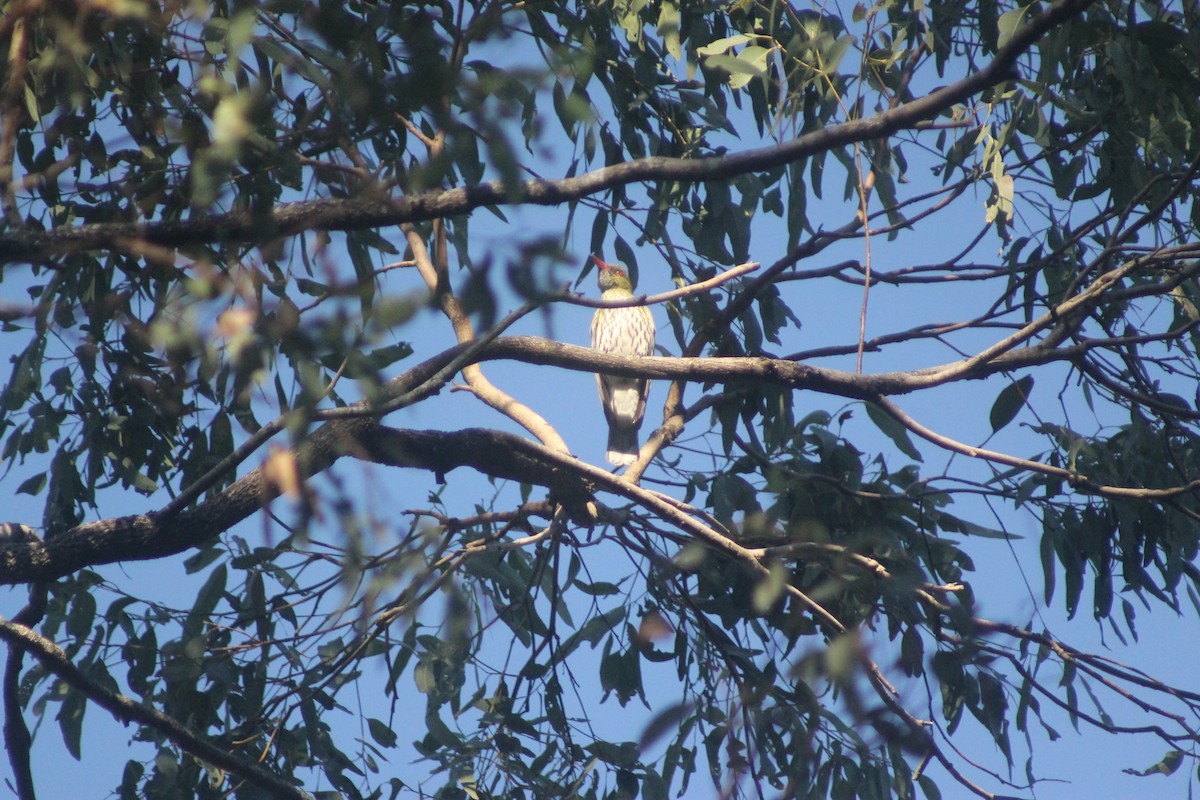 Olive-backed Oriole - ML642356447