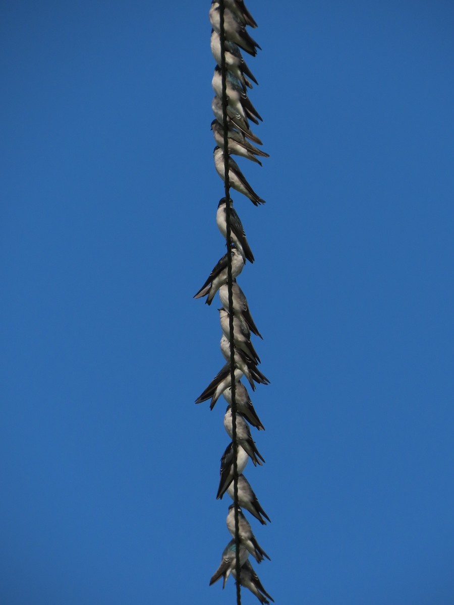 Tree Swallow - ML642356454