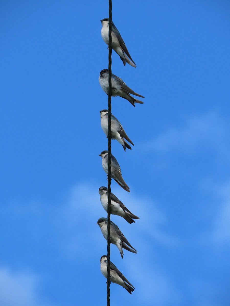 Tree Swallow - ML642356459