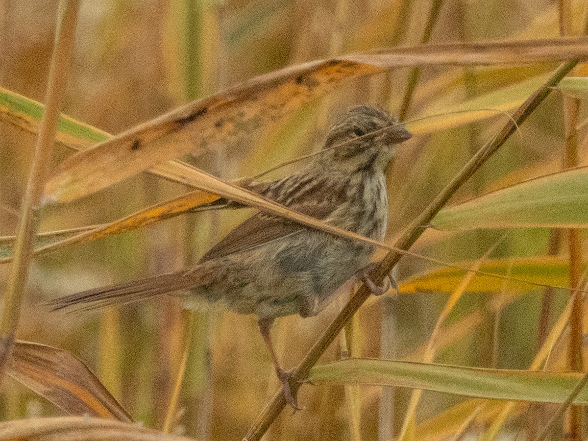 Song Sparrow - ML642356464