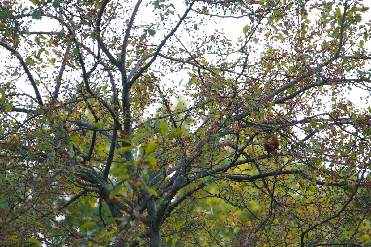 Wanderdrossel - ML642356467