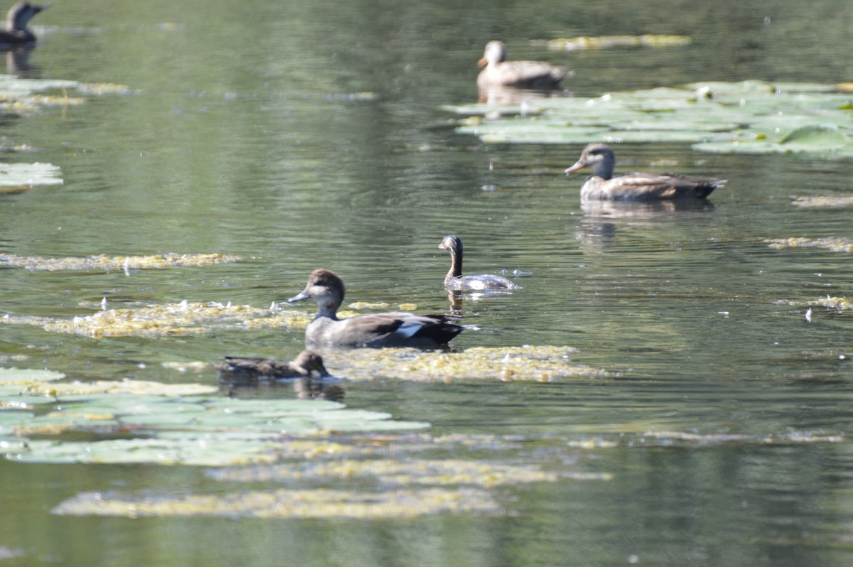 Pied-billed Grebe - ML642356490