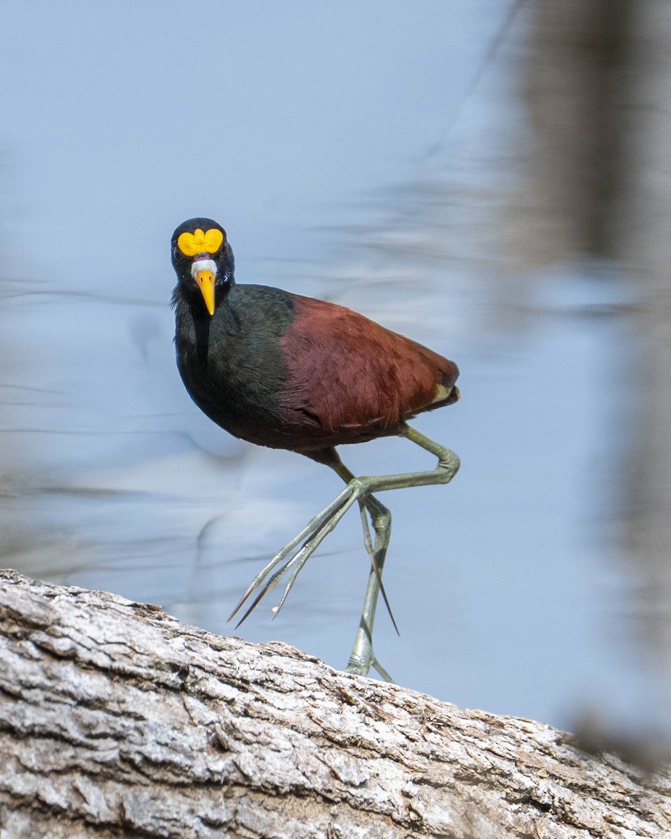 Northern Jacana - ML642356492