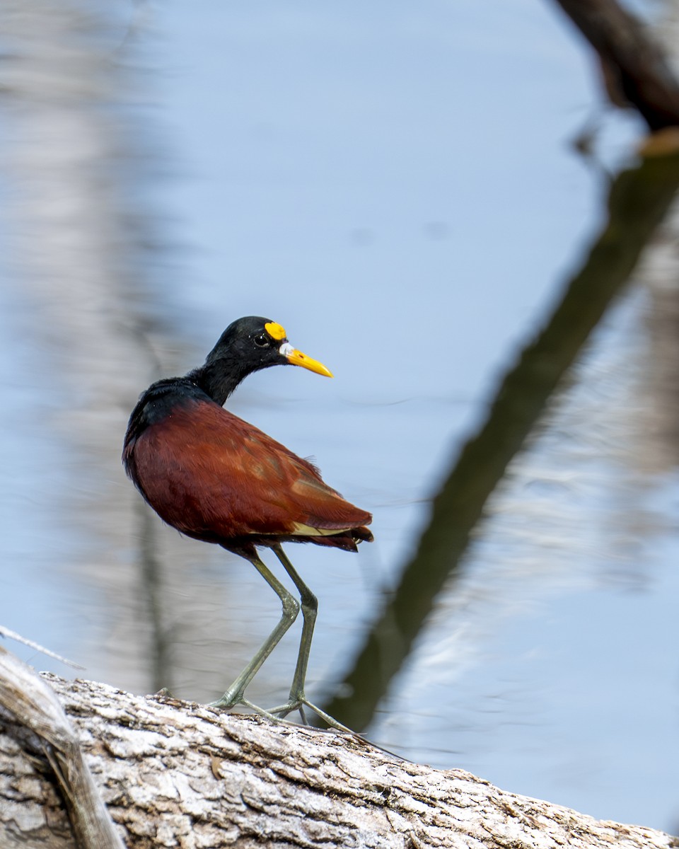 Northern Jacana - ML642356493